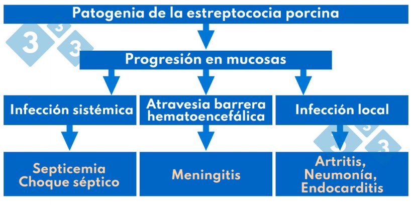 Cuadro 1. Patogenia de la estreptococia porcina.
