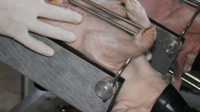 Fig. 1. Piglet castration under isoflurane anaesthesia.