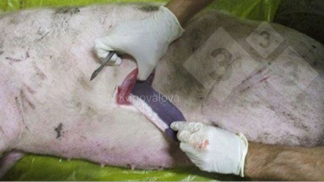 Foto 1. Toma de muestras en caso de sospecha de PPA. Foto por cortes&iacute;a de la Dra. Nadezhda Konovalova.
