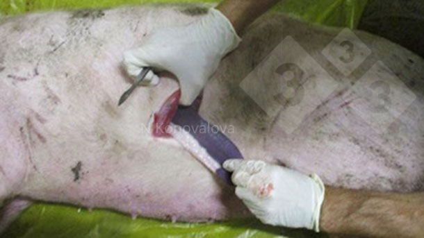 Foto 1. Toma de muestras en caso de sospecha de PPA. Foto por cortes&iacute;a de la Dra. Nadezhda Konovalova.
