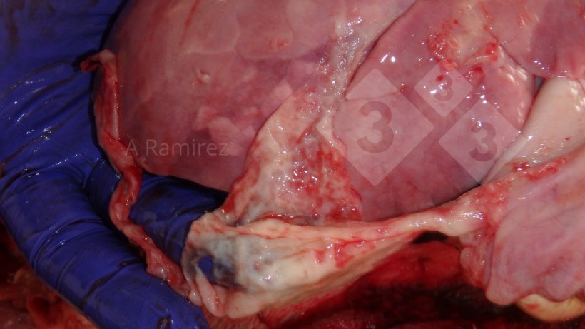 Figura 2: Foto de un exudado fibrinoso/fibroso en la superficie del pulm&oacute;n. La&nbsp;fibrina y el par&eacute;nquima pulmonar&nbsp;son muestras para recoger en el diagn&oacute;stico de&nbsp;G. parasuis.
