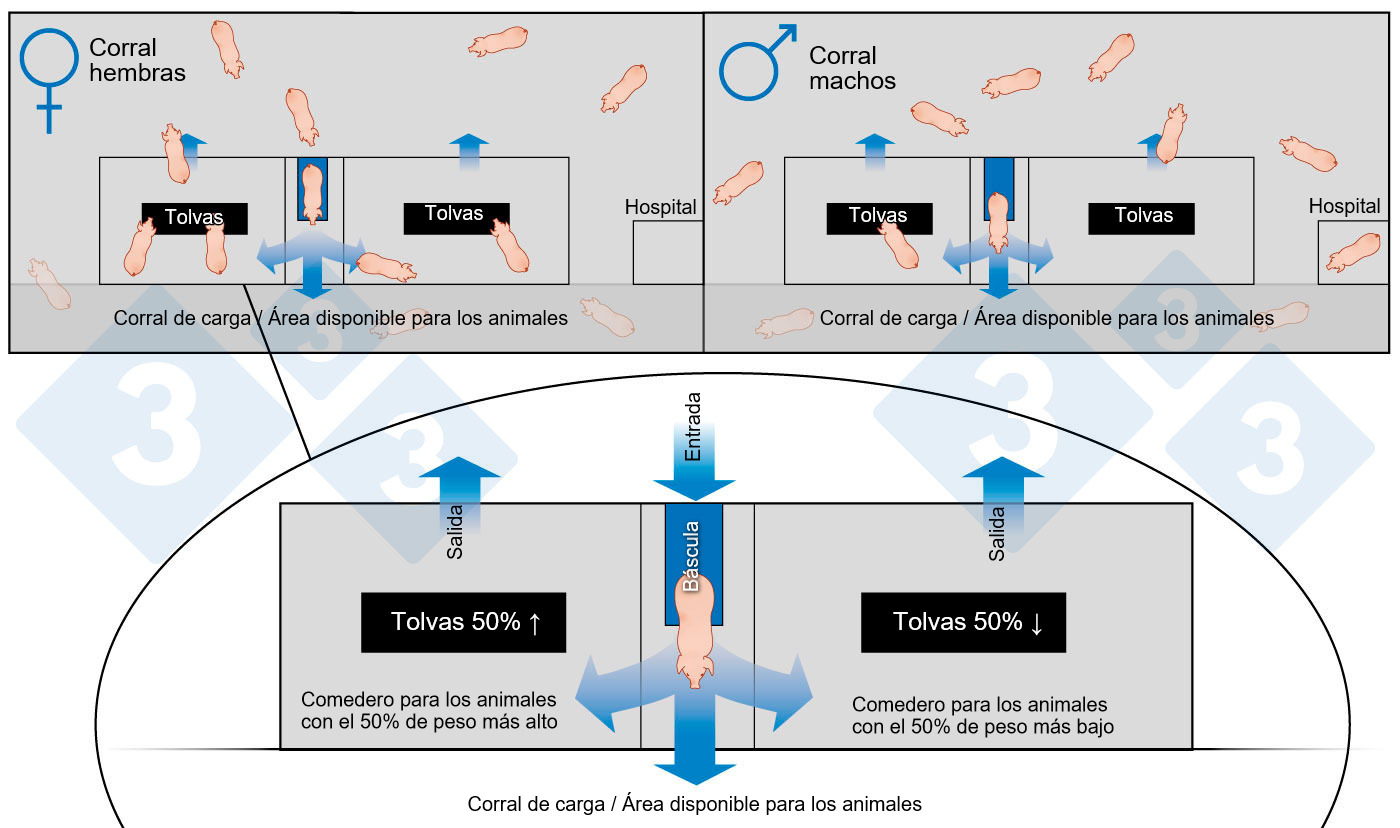 Figura 1: Esquema del engorde con grupos grandes y clasificación automática.