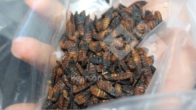 Figura 1. Producci&oacute;n de larvas de mosca soldado negra.
