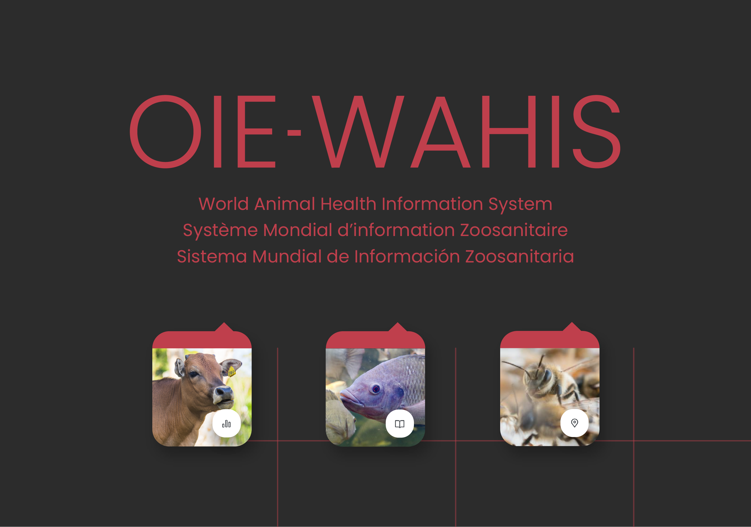 La OIE ha renovado la plataforma de información sanitaria animal WAHIS -  Noticias - 3tres3 LATAM, la página del Cerdo