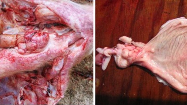 Foto 1. Necropsia de un cerdo de engorde afectado, n&oacute;tense las hemorragias en los ganglios far&iacute;ngeos y la vejiga.
