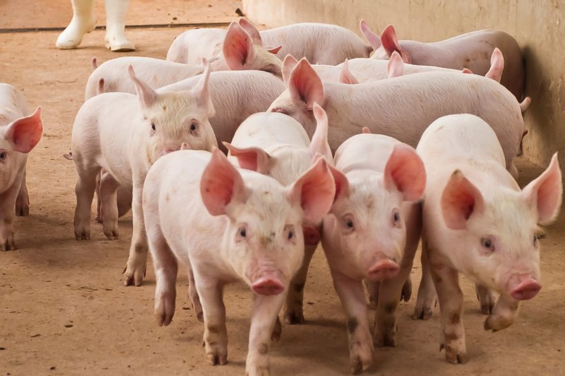 Senasa noticia cerdos