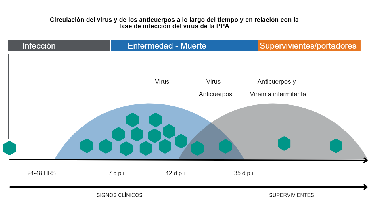 Fuente: adaptado de&nbsp;&nbsp;Manual Detecci&oacute;n y diagn&oacute;stico de la peste porcina africana. FAO.