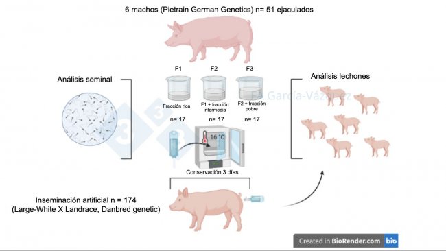 Figura 1. Resumen gr&aacute;fico del estudio.
