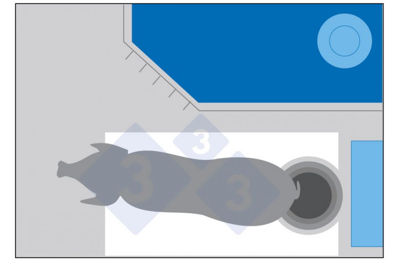 Figura 1. Si la cerda se puede mover pero no tiene m&aacute;s espacio que el actual, es posible que se gire de espaldas al comedero para defecar y termine ensuciando justo la zona frente al comedero.
