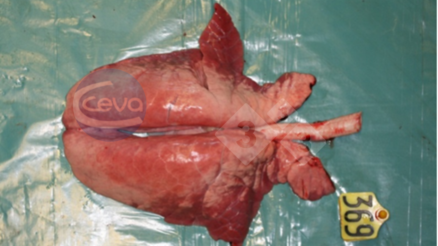 <p>Imagen 1. Pulm&oacute;n de cerdo despu&eacute;s de la infecci&oacute;n experimental con gripe A</p>
