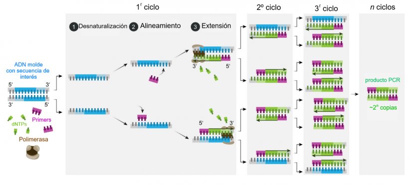 Esquema del mecanismo de la PCR.
