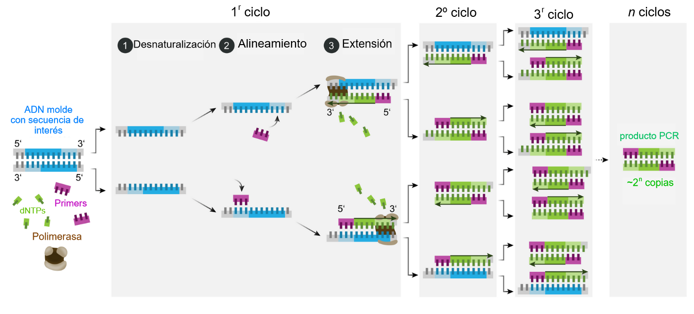 <p>Esquema del mecanismo de la PCR.</p>
