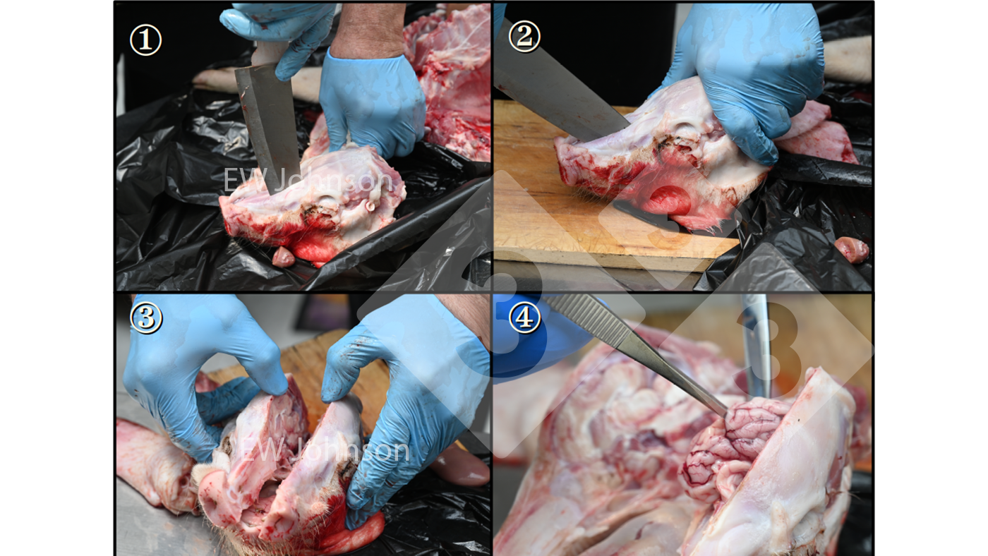 <p>Figura 2: Para evitar la contaminaci&oacute;n cruzada al tomar muestras del cerebro, sigue un orden estricto durante la necropsia y usa un cuchillo resistente esterilizado con llama (y enfriado) para abrir el cr&aacute;neo y pinzas/tijeras flameadas y enfriadas para extraer el cerebro.</p>
