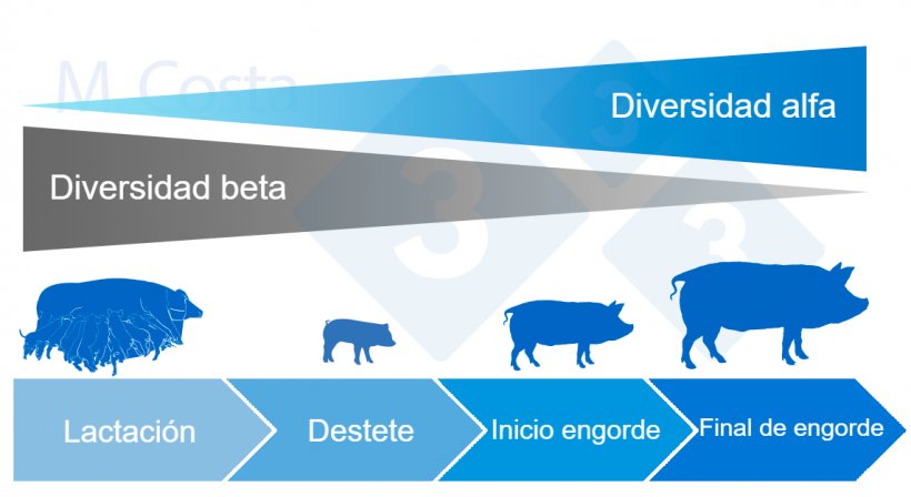 Figura&nbsp;4. Din&aacute;mica de la diversidad alfa y beta durante la vida del cerdo.
