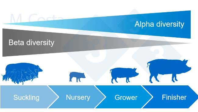 Figura&nbsp;4. Din&aacute;mica de la diversidad alfa y beta durante la vida del cerdo.
