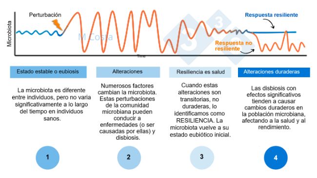 Figura 1 - Diagrama hipot&eacute;tico que representa la respuesta de la microbiota a una perturbaci&oacute;n. 1) Los individuos sanos tienen un grado normal de variaci&oacute;n de su microbiota, que no conduce a enfermedades (esto se denomina eubiosis). 2) Una perturbaci&oacute;n (por ejemplo, el estr&eacute;s t&eacute;rmico) puede conducir a la inestabilidad de la microbiota, causando la enfermedad. 3) La microbiota resiliente volver&aacute; a un estado parecido al anterior a la perturbaci&oacute;n, en el que no hay enfermedad. 4) La microbiota que no sea resiliente no se "recuperar&aacute;", por lo que sufrir&aacute; disbiosis y enfermedad.

