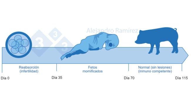 Infertilidad y fetos&nbsp;momificados&nbsp;debido a Parvovirus.
