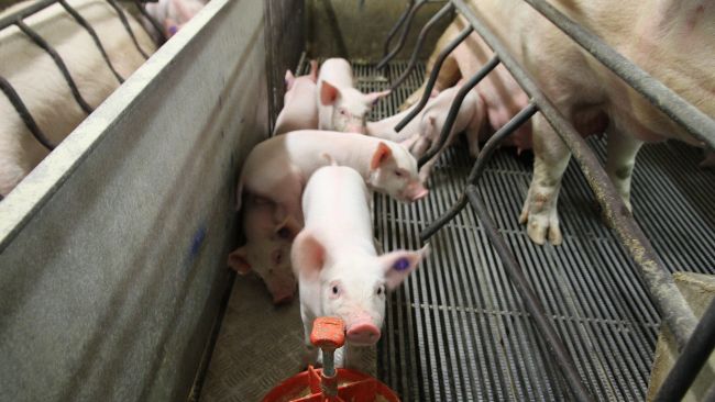 Qué supone la Proposición 12 para la industria porcina de EE. UU.? - Noticias - 3tres3 LATAM, la página del Cerdo Qué supone la Proposición 12 para la industria porcina de EE. UU.? - Noticias - 3tres3 LATAM, la página del Cerdo