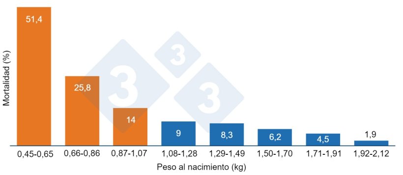 Gráfico 1. Mortalidad pre destete en función del peso al nacimiento. Los lechones con menos de 1,07 kilos (naranja) tienen una mayor mortalidad.