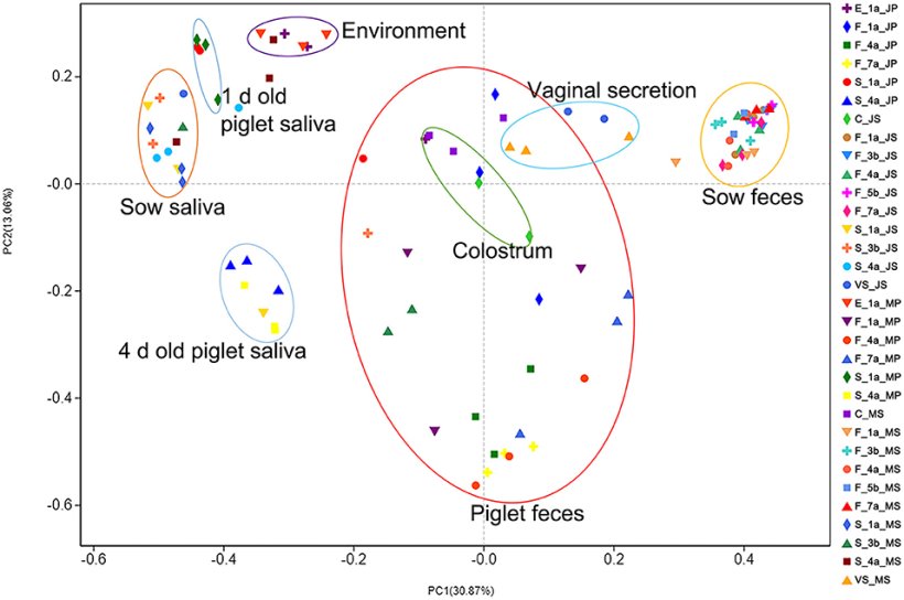 Figura 2. Risultati dell'analisi PCoA della diversità microbica dei campioni di suini Jinfen White e Mashen. Risultati dell'analisi delle coordinate principali (PCoA) della saliva della scrofa e del suinetto, dell'ambiente dell'ambiente parto, delle feci della scrofa e del suinetto, del colostro e della secrezione vaginale della scrofa. La coordinata principale 1 (PC1) rappresenta la quantità del microbiota, la coordinata principale 2 (PC2) rappresenta l'uniformità della comunità microbica.