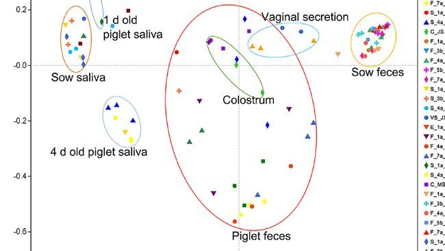 Figura 2. Risultati dell'analisi PCoA della diversità microbica dei campioni di suini Jinfen White e Mashen. Risultati dell'analisi delle coordinate principali (PCoA) della saliva della scrofa e del suinetto, dell'ambiente dell'ambiente parto, delle feci della scrofa e del suinetto, del colostro e della secrezione vaginale della scrofa. La coordinata principale 1 (PC1) rappresenta la quantità del microbiota, la coordinata principale 2 (PC2) rappresenta l'uniformità della comunità microbica.