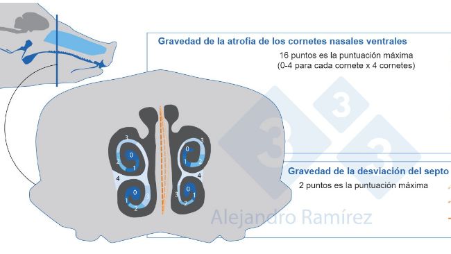 M&eacute;todo de la Farmacopea Europea para evaluar las lesiones de los cornetes.
