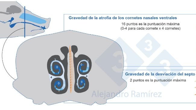 M&eacute;todo de la Farmacopea Europea para evaluar las lesiones de los cornetes.
