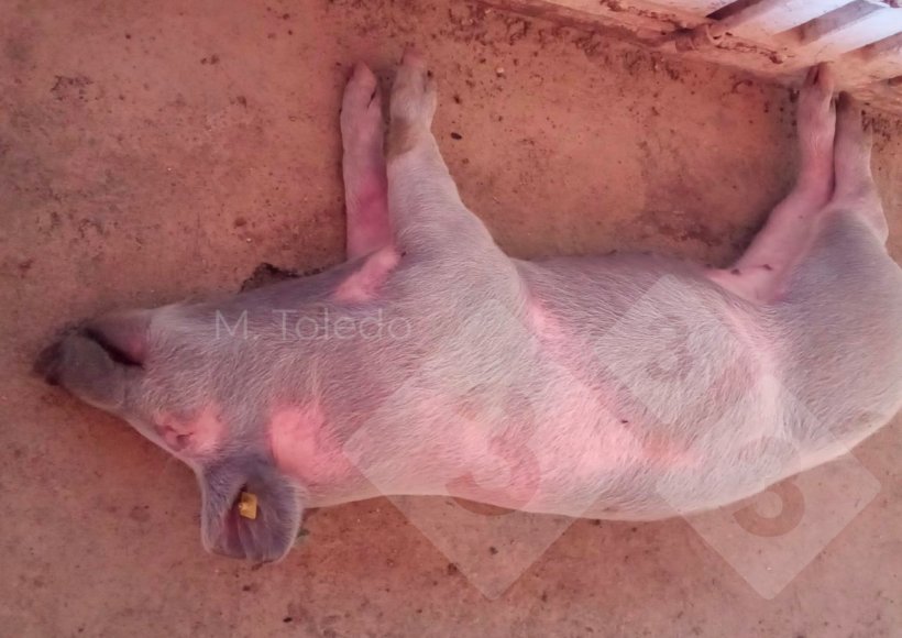 Foto 2. Cerdo con cianosis.
