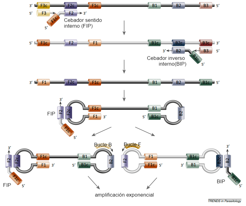 <p>Figura 2. Formaci&oacute;n de bucles de ADN en la reacci&oacute;n de la polimerasa en el m&eacute;todo LAMP. Fuente: Alhassan et al. 2015.</p>
