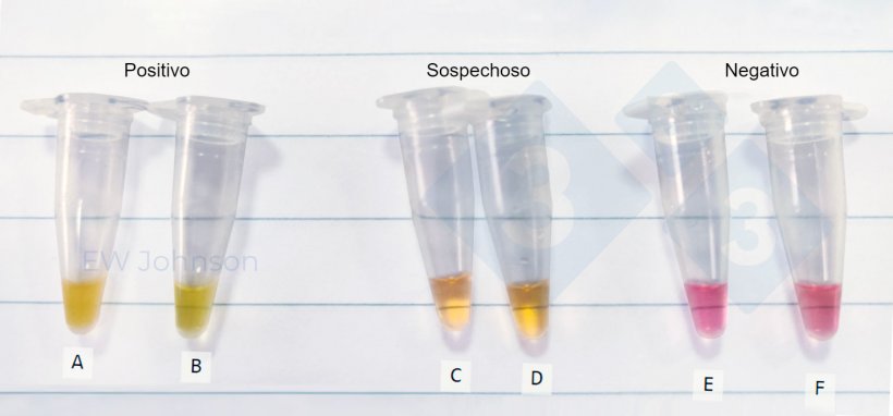 Figura 3. Tubos de microcentr&iacute;fuga de una prueba in situ del m&eacute;todo LAMP en un caso de PPA. A: bazo de cerda muerta, B: fluidos orales de la misma cerda (A) , C-F: fluidos orales sospechosos y negativos.
