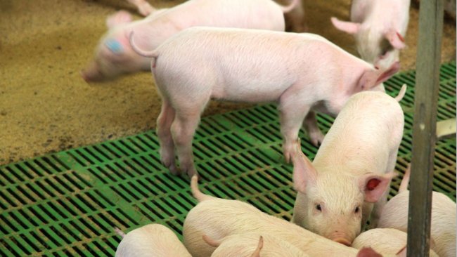 Deutschland: Rückgang der Schweinebestände in Baden-Württemberg – News Deutschland: Rückgang der Schweinebestände in Baden-Württemberg – News