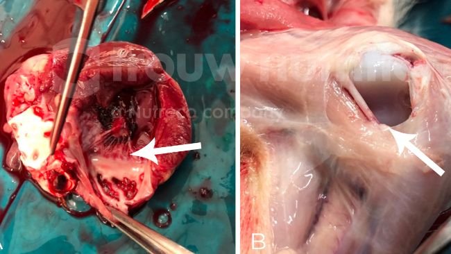 Figura 2. (A-C) Toma de muestra en la necropsia, incluido el aspecto macroscópico de la meningitis fibrinosupurativa difusa (D). El agente etiológico se confirmó como Streptococuss suis serotipo 2 por serotipado y secuencia tipo 1 por tipificación multilocus de secuencias (MLST)