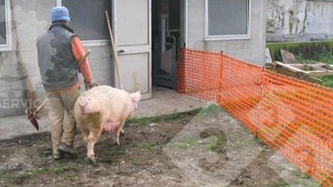 Un solo trabajador puede mover fácilmente a las cerdas, ya que solo debe vigilar un lado del camino.