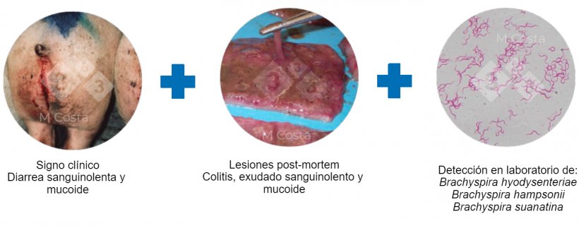 Figura 2. Tr&iacute;ada de pruebas sugeridas para confirmar el diagn&oacute;stico de disenter&iacute;a porcina.
