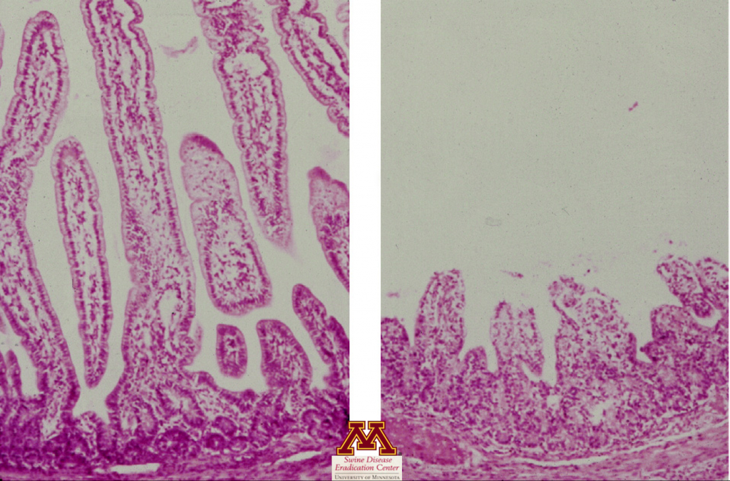 <p>Atrofia de vellosidades causada por rotavirus. Foto de&nbsp;Swine Diseases por&nbsp;Perle Zhitnitskiy, DVM, MSpVM. Fuente: Dr. Carlos Pijoan https://creativecommons.org/licenses/by-nc/4.0/</p>
