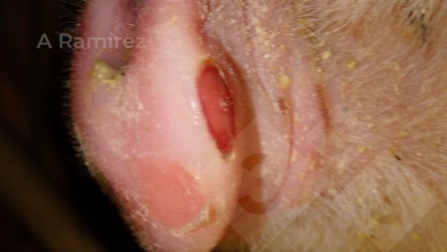 <p>Figura 1. Hocico de cerdo que muestra lesiones cl&aacute;sicas asociadas a enfermedad vesicular, incluida la fiebre aftosa. En este caso las dos ves&iacute;culas se han roto.</p>
