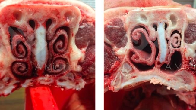 Figura 1. Izquierda: Un cerdo con cornetes saludables donde la nariz es el primer filtro para combatir la entrada de patógenos respiratorios. Derecha: Cornetes afectados por rinitis atrófica no progresiva. Los lechones muestran hocicos torcidos y a veces incluso sangrado nasal.