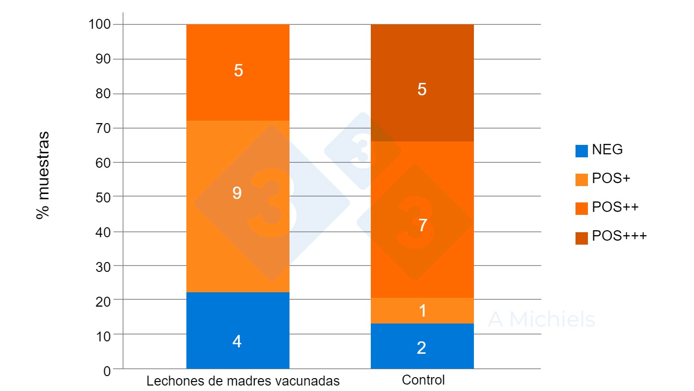 Lechones procedentes de madres vacunadas (izquierda) muestra una fuerte reducción de la prevalencia de B. bronchiseptica en comparación con los resultados del grupo control no vacunado (derecha).