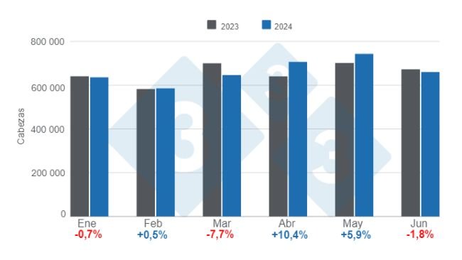 Gráfico 1. Faena mensual de porcinos en el primer semestre de 2024, variaciones anuales. Elaborado por el Departamento de Economía e Inteligencia de Mercados de 333 Latinoamérica con datos de la Secretaría de Agricultura, Ganadería y Pesca del Ministerio de Economía de Argentina.