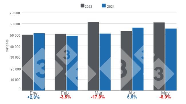 Gráfico 1. Beneficio mensual de porcinos para el período enero – mayo de 2024, variaciones anuales.  Elaborado por el Departamento de Economía e Inteligencia de Mercados de 333 Latinoamérica con datos del Instituto Nacional de Estadística y Censo – Panamá (INEC). 
