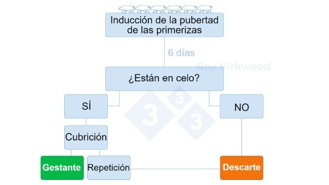 Figura 2: Protocolo propuesto de acuerdo a la respuesta del tratamiento de inducción a la pubertad. Nota: si observas < 70% de primerizas en celo a los 6 días después del tratamiento--> es probable que tengas problemas con la detección del celo.