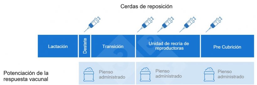 Figura 1. Ejemplo de protocolo de vacunaci&oacute;n de primerizas y cu&aacute;ndo se pueden utilizar los betaglucanos como inmunoadyuvante para potenciar la respuesta vacunal de las vacunas deseadas.
