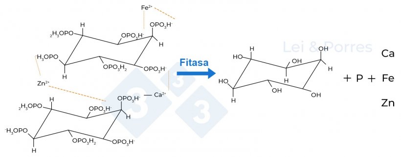 Figura 2. Representación de la hidrólisis completa del ácido fítico por acción de la fitasa, proceso del cual se obtiene inositol, fosfato y otros elementos como Calcio (Ca), Hierro (Fe), Zinc (Zn), aminoácidos u otros nutrientes que están ligados al ácido fítico (Lei y Porres, 2003).