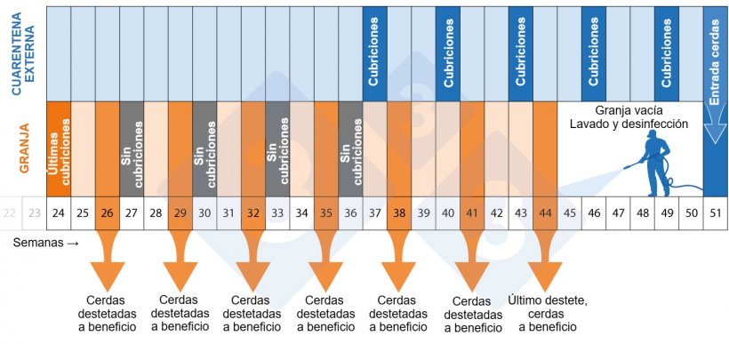 Figura 2. Cronograma del programa de despoblaci&oacute;n-repoblaci&oacute;n.

