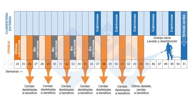 Figura 2. Cronograma del programa de despoblación-repoblación.