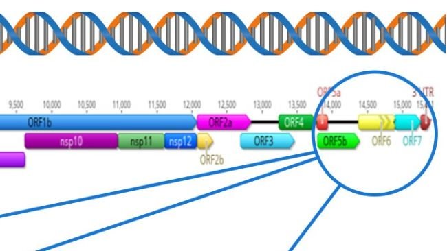 Figura 1: Representación esquemática de un genoma completo del vPRRS (GenBank U87392) y las regiones diana en las diferentes pruebas diagnósticas. En Estados Unidos, las pruebas RT-PCR para detectar virus vivos modificados (MLV) similares a los de la vacuna se dirigen a la región nsp2, y la secuenciación CLAMP para bloquear la amplificación de los virus de la vacuna MLV durante la secuenciación Sanger se dirige al gen ORF5.
