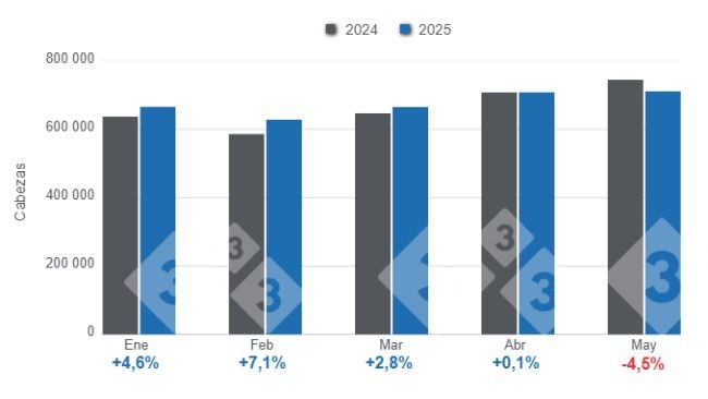 Gráfico 1: Faena mensual de porcinos enero - mayo de 2025, variaciones anuales. 
Elaborado por el Departamento de Economía y Sostenibilidad de 333 Latinoamérica con datos de la Secretaría de Agricultura, Ganadería y Pesca del Ministerio de Economía de Argentina