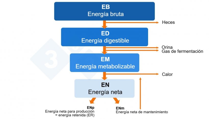 Figura 1. Principio de la evaluación y requerimientos energéticos en cerdos en crecimiento. CVB 2015.