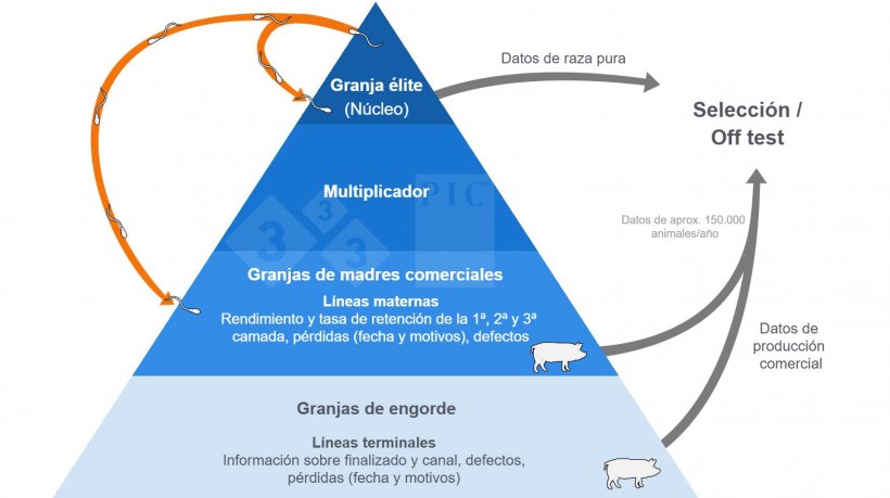 Programa GNX