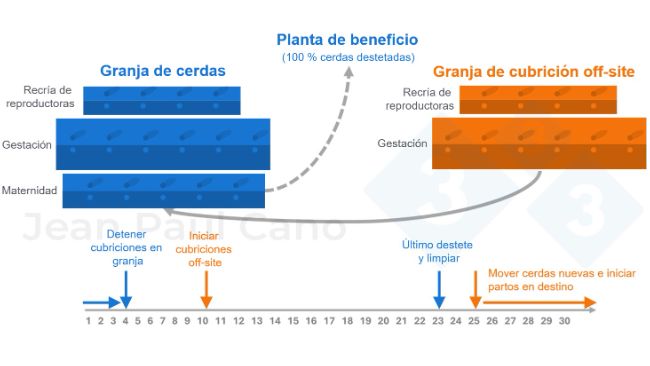 Figura 2. Diagrama de l&iacute;nea de tiempo y flujo de animales durante la despoblaci&oacute;n-repoblaci&oacute;n.